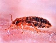 Современные проблемы науки и образования Пуля – проверенный и надежный инсектицид от клопов